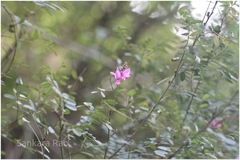 Indigofera cassioides